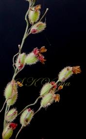  Spikelets with stamens and plumose stigma